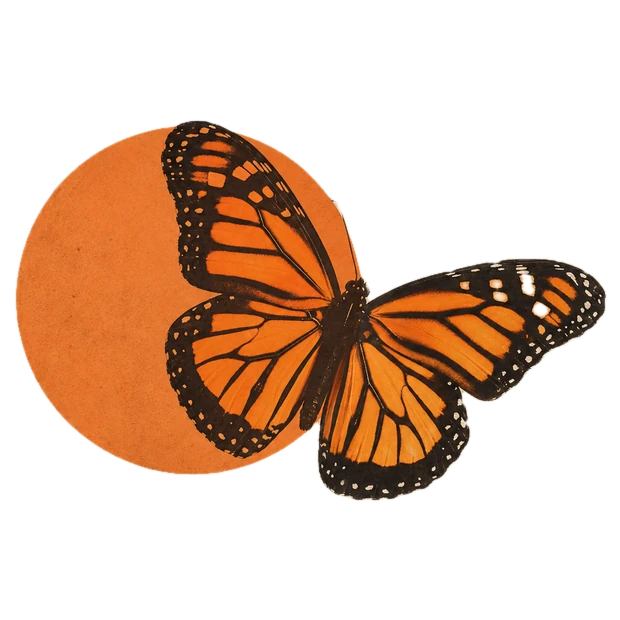 Motyl odpoczywający na pomarańczowym słońcu – znak Pracowni Emocji